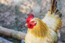hen-animal 1205-862
